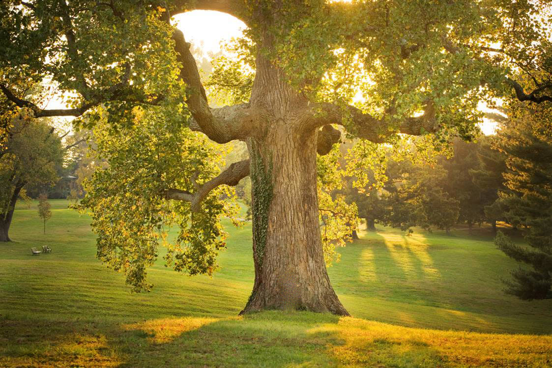 Maymont Tulip Poplar Urban Forest Dweller