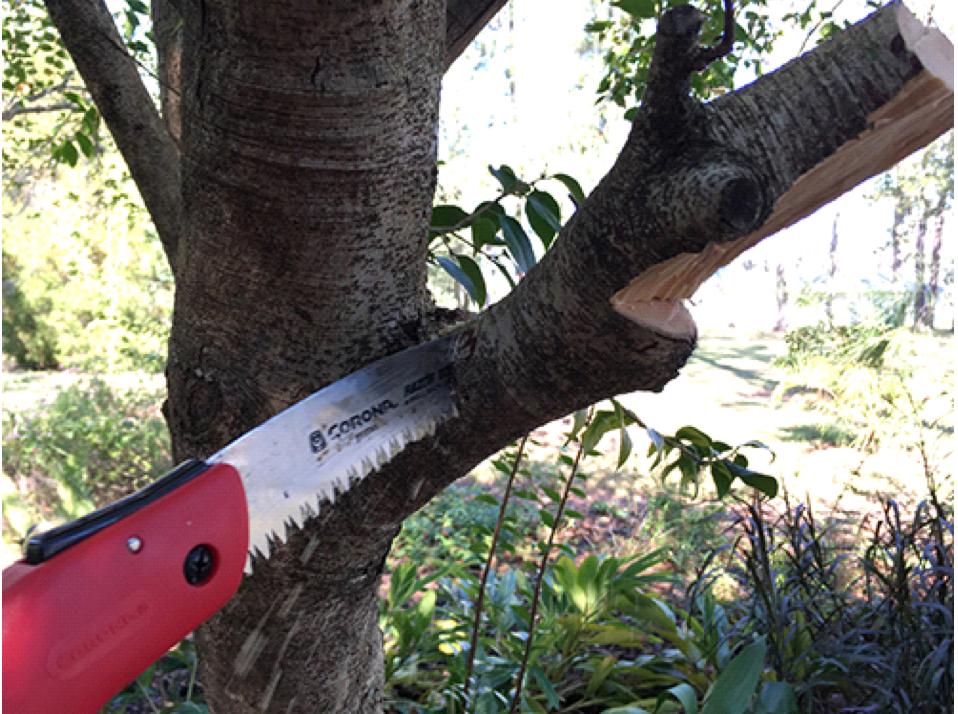 Proper Pruning Techniques Urban Forest Dweller