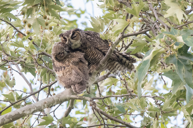 The Case for Keeping Your Backyard Habitat Standing