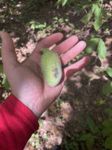 Pawpaw fruit ; image by Aidan Stewart