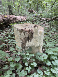 Tree stump in forest