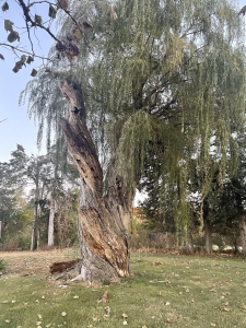 Cemetery Tree - willow tree