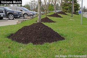 Mulch volcano