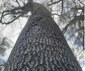 Lincoln Memorial Garden - Let's Explore Tree Bark There are many ways you  can identify trees, with the shape of leaves—needles, scales or the various  shapes of deciduous leaves—the most common. Other