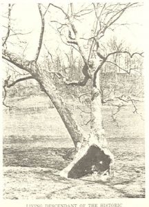 Pringle Tree, old image from a book