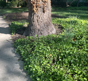 English Ivy surrounding a 