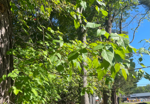 Virginia Creeper Vine - Urban Forest Dweller