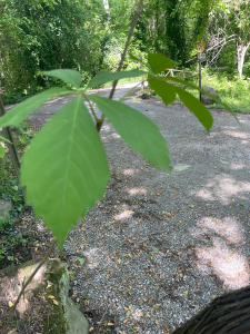 Virginia Creeper Vine - Urban Forest Dweller