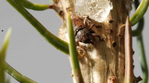 Findings from a new study could help researchers breed Sitka spruce trees resistant to a nibbling insect. Credit: Justin Whitehill, NC State University.