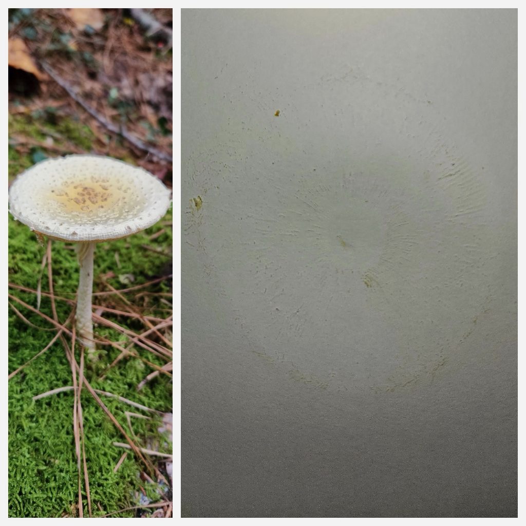 spore print - shittake